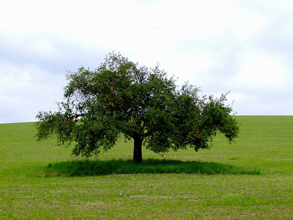 Einsam u. verlassen steht der Apfelbaum mit seinen Frchten auf weiter Flur;110731