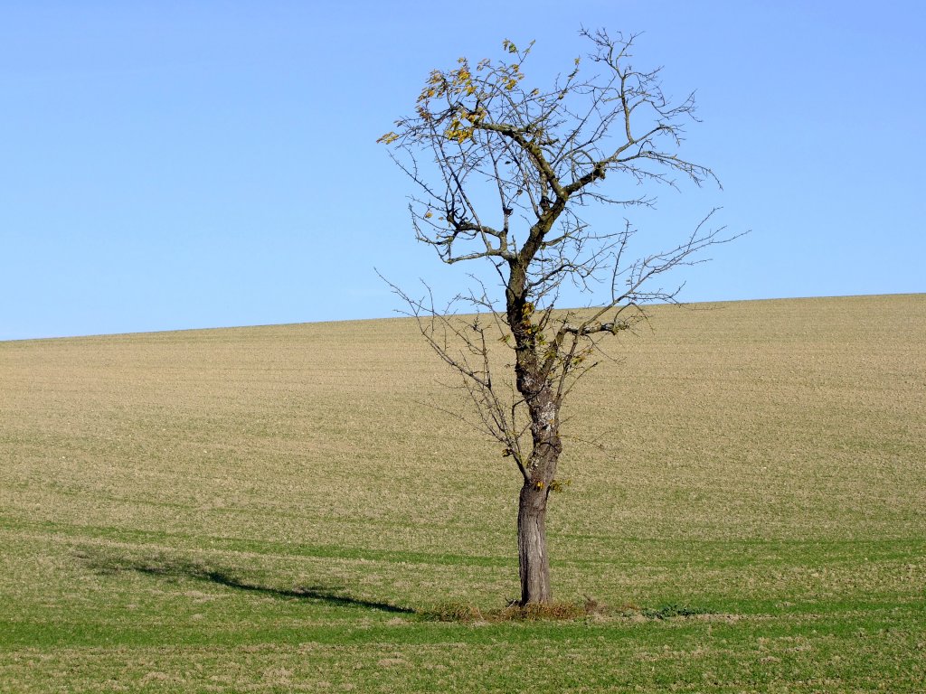 Einsam wirft der alte Apfelbaum seinen Schatten auf das herbstliche Feld;111113