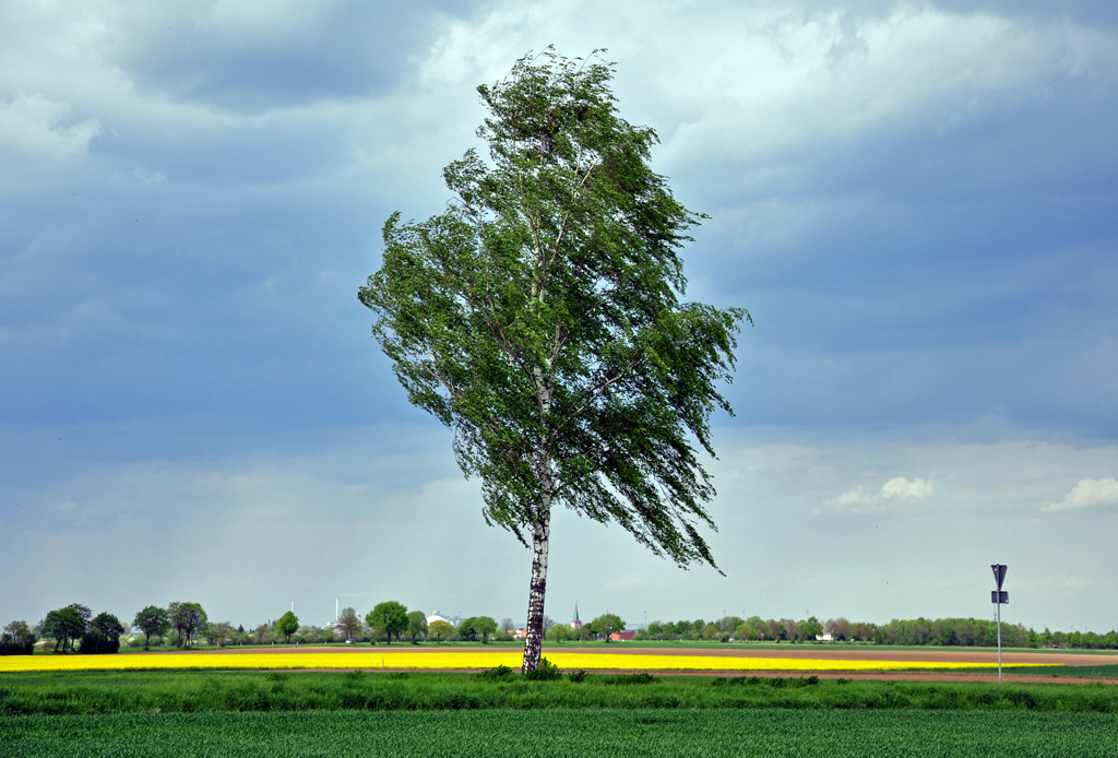 Einsame Birke an einer Landstrae bei Euskirchen - 04.05.2012