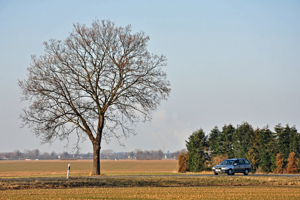 Einsamer Baum am Wegesrand bei Eu-Flamersheim - 10.02.2012