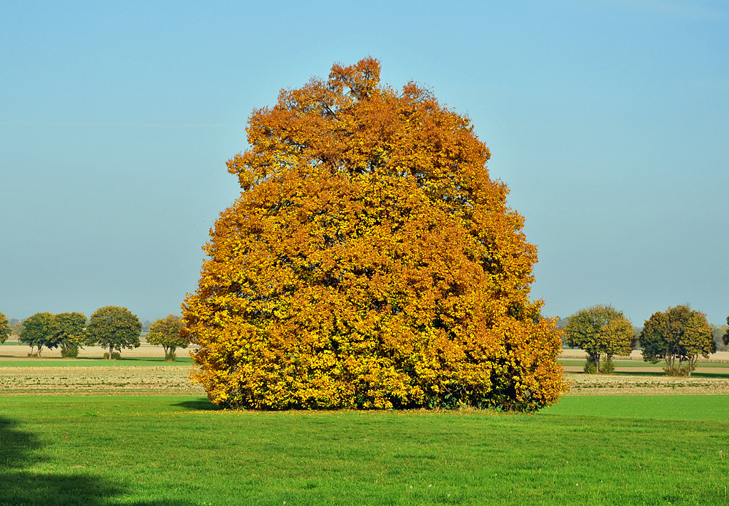 Einsamer Herbstbaum bei Euskirchen - 23.10.2012