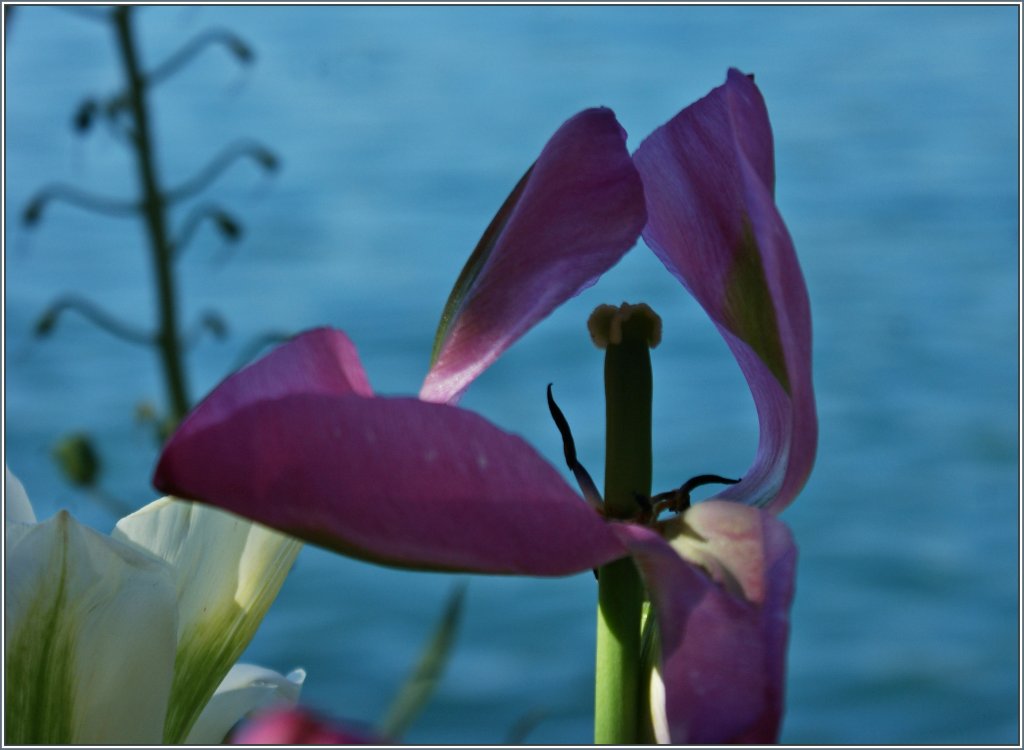 Ende der Bltezeit.
(14.05.2013)