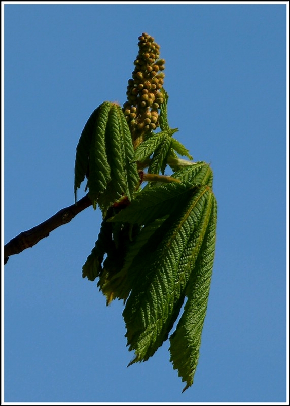 Erste Bltter und Blten eines Kastanienbaumes. 01.04.2012 (Jeanny)