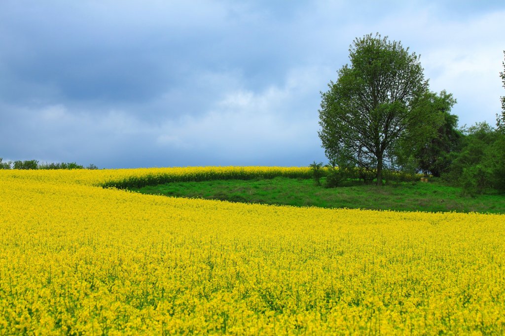 Es ist Frhling, am 03.05.2012 blht dieses Rapsfeld hinter dem Aachener Klinikum und betrt den Betrachter mit einem schweren und sen Duft. Schade das man keine Gerche mit Fotos festhalten kann.