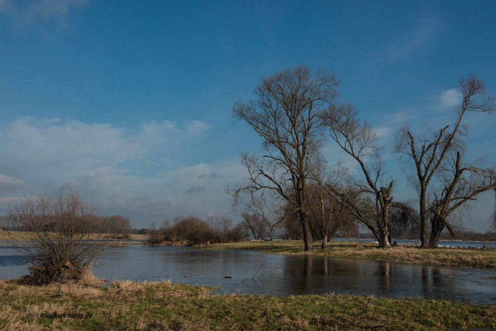 Feb. 2013 an der Oder. (Hohensaaten)