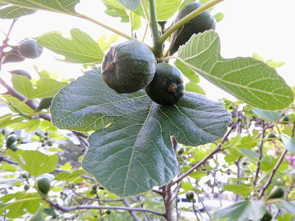 Feigenfrchte geniessen die aufgehenden Sonnenstrahlen; 130425