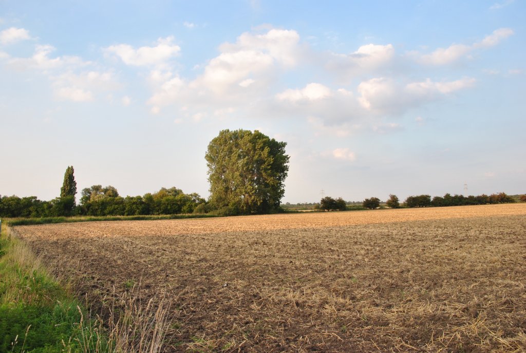 Feld bei Lehrte, am 21.08.2010.