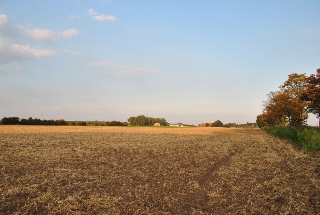 Feld bei Lehrte, am 21.08.2010.