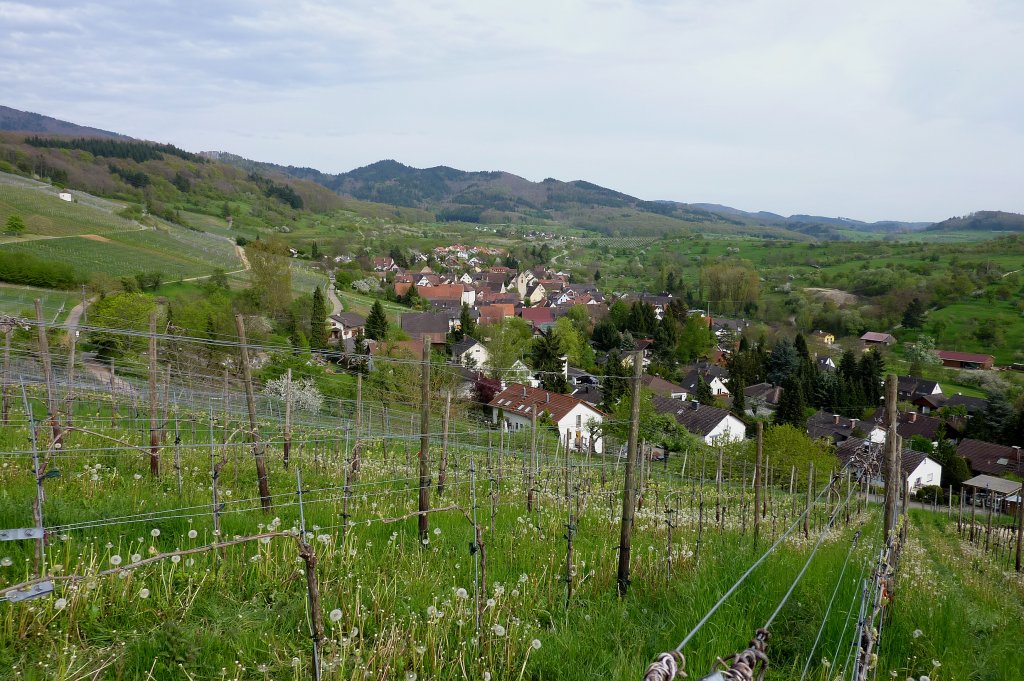 Feldberg, das Dorf im Markgrflerland ist eingebettet in Weinberge und Obstwiesen, April 2012 