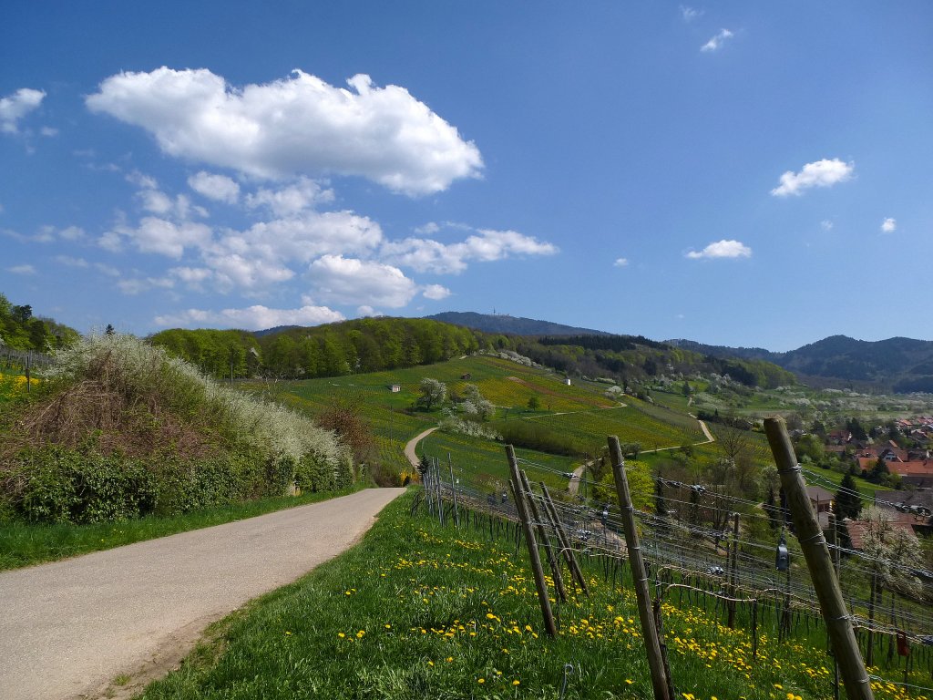 Feldberg im Markgräflerland, Blick über die Weinberge zum Hochblauen (1165m), rechts unten der Ort, April 2013