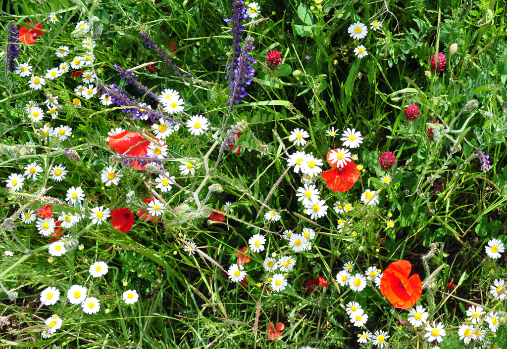 Feldblumen am Ackerrand - 18.05.2011