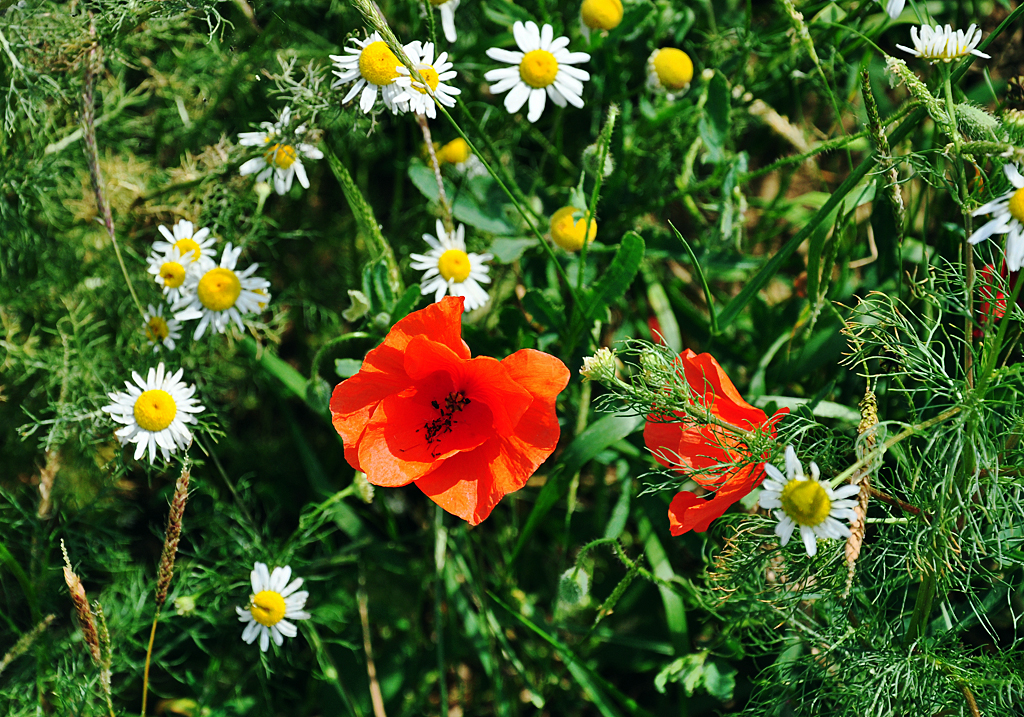 Feldblumen auf einem Acker bei Zlpich - 04.07.2012