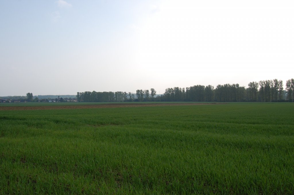 Felder mit Rurauwald bei Tetz zwischen Jlich und Linnich im Kreis Dren.
