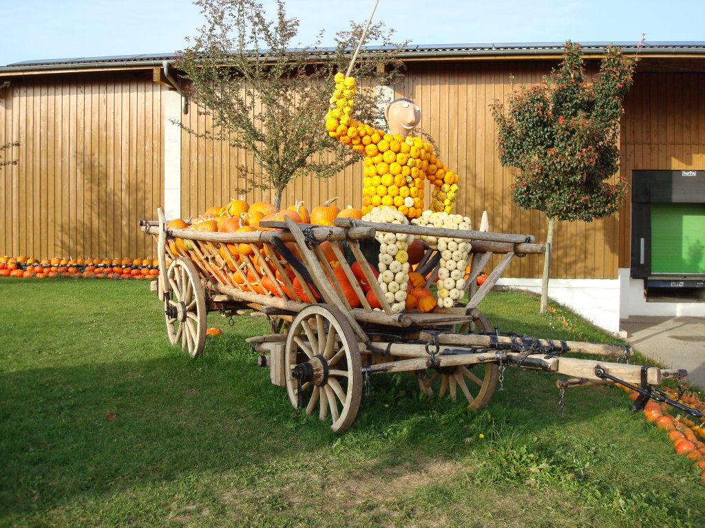 Feldkirch/Rheinebene,
aus Krbis kann man nicht nur Suppe machen,
2008
