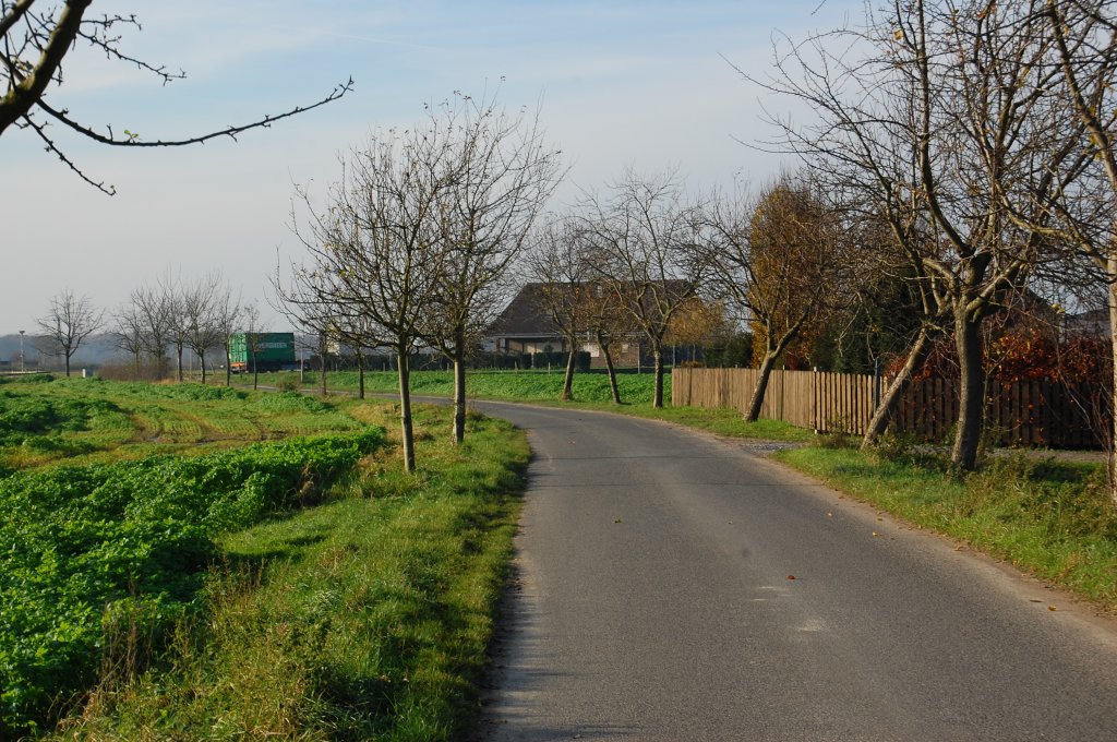 Feldweg mit Alleebumen bei Dlken.21.11.2010