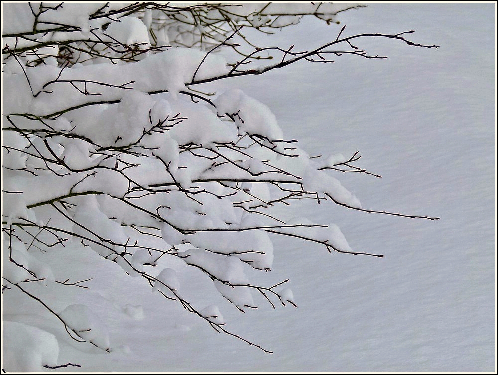 Filigranes Astwerk unter einer Schneedecke. Pommerloch 18.12.2010 (Jeanny)