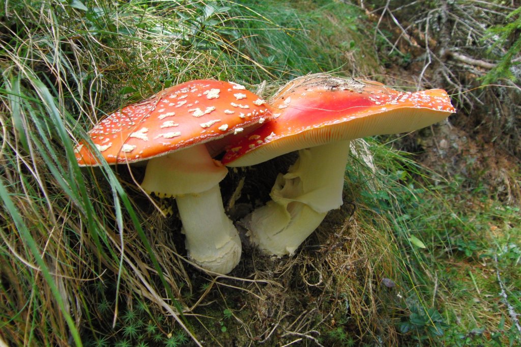 Fliegenpilz-Duo, gesehen am 10.9.2010 in Sdtirol