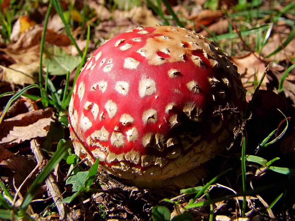 Fliegenpilz(Amanita muscaria var. muscaria) hat den Durchbruch aus dem Erdreich geschafft;111015