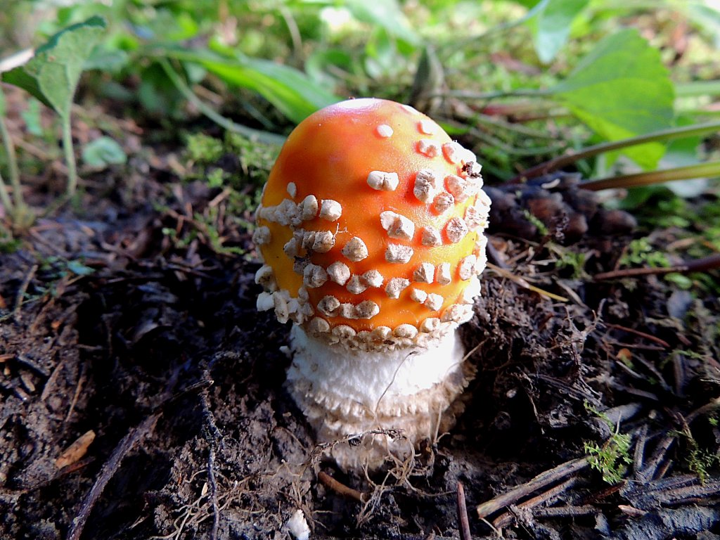 Fliegenpilz(Amanita muscaria var. muscaria)hat den Durchbruch an die Erdoberflche geschafft; 120621