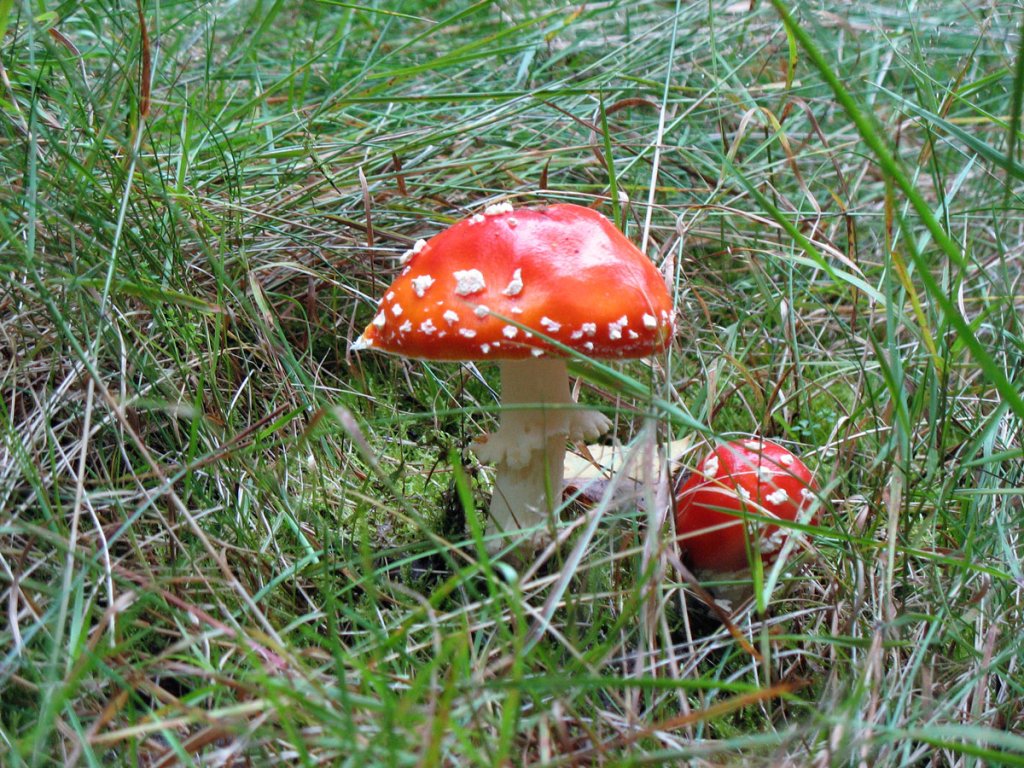 Fliegenpilze (Amanita muscaria var. muscaria), gering giftig, jedoch nicht harmlos; 06.09.2007
