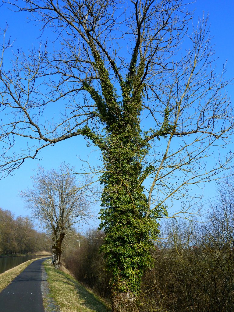 Frankreich, Lothringen, bei Diane-Capelle am Saarkanal vor der der ersten Schleuse, vom Efeu befallener Baum