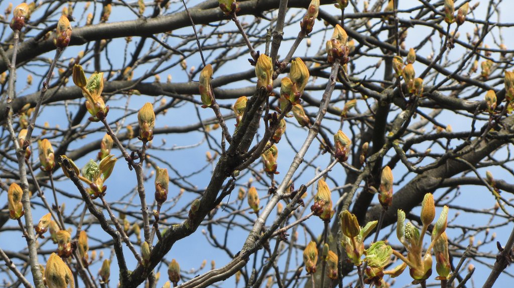 Frische Kastanienknospen an der Hochkapelle in Brixlegg am 10.4.2012.