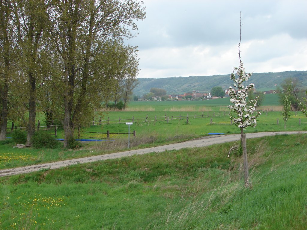 Frhling auf den Unstrutwiesen bei Laucha - die blauen Rohre gehren zur Vorbereitung der Baumanahme Unstrutbrcke - 03.05.2010