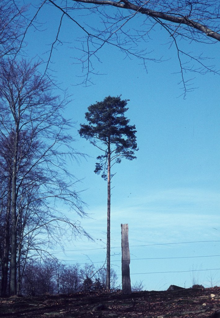 Frühling in Dänemark - im Wald in der Nähe von Hellebæk (in der Umgebung von Helsingør) am 11. April 1971.