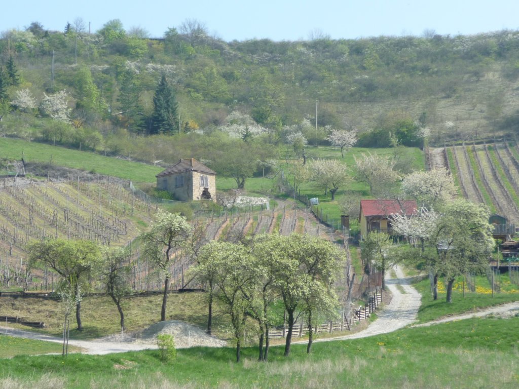 Frhling in den Weinbergen hinter Glockenseck bei Dorndorf - 25.04.2010 
