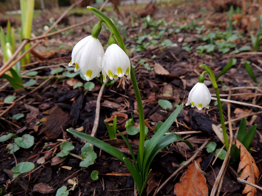 Frhlings-Knotenblume (Leucojum vernum) mit Zwillingsblte; 130310