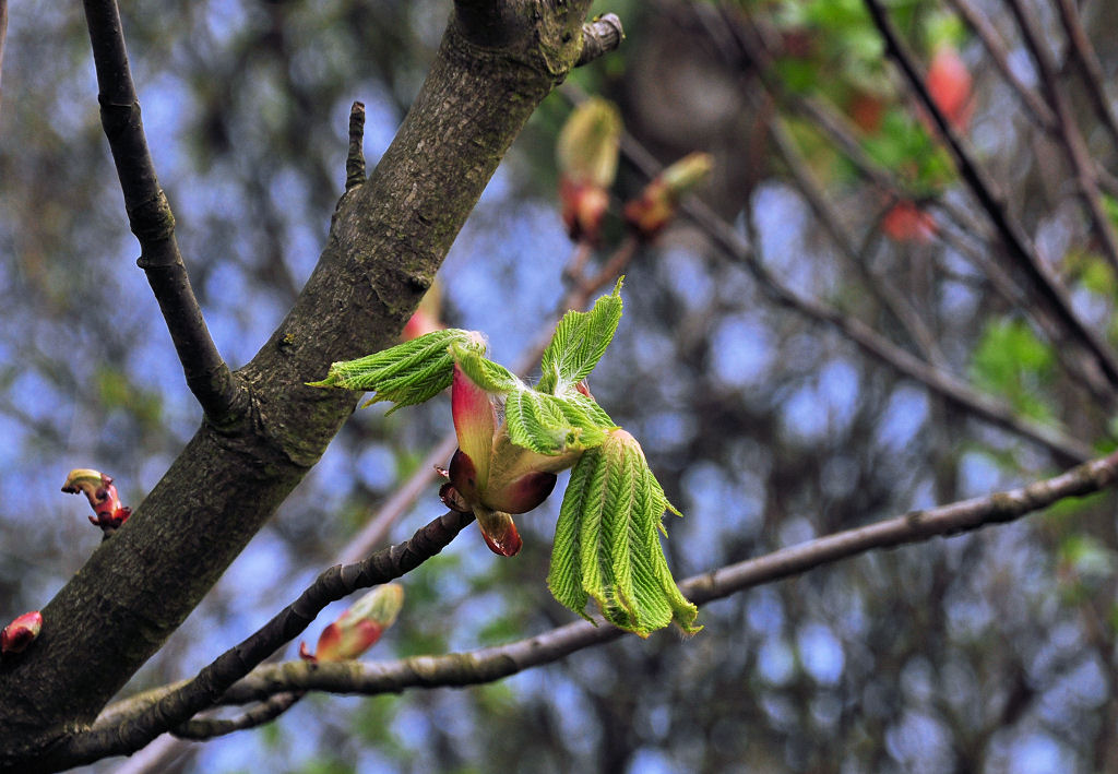  Frhlings-Treiben  an einem Baum bei Troisdorf-Spich - 07.04.2010