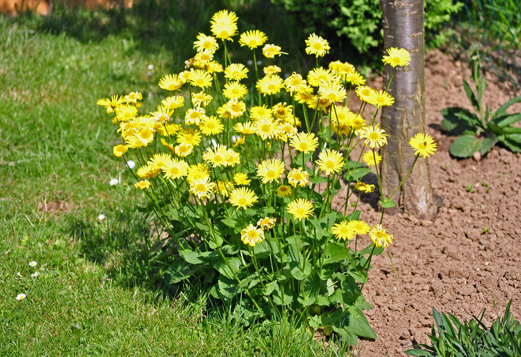 Frhlingsblumenpracht im Garten - Euskirchen 19.04.2011