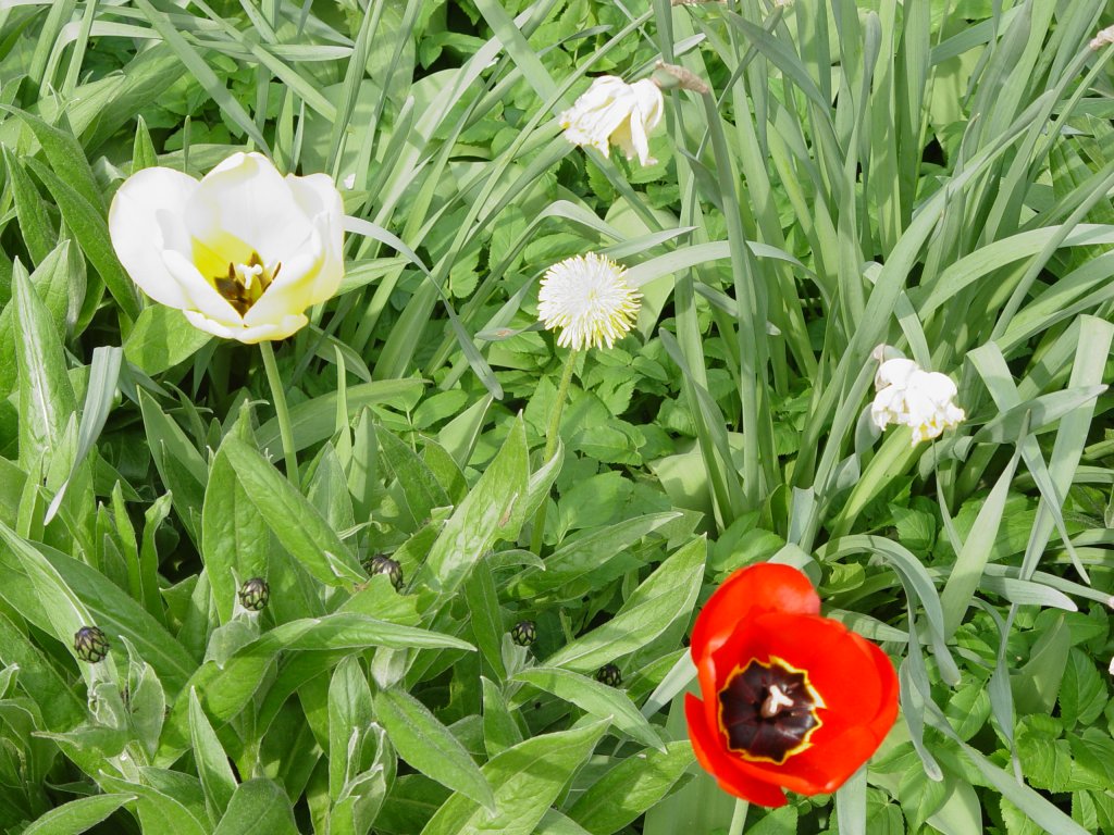 Frhlingsboten aus meinem Garten in Deutschland am 24.04.2007