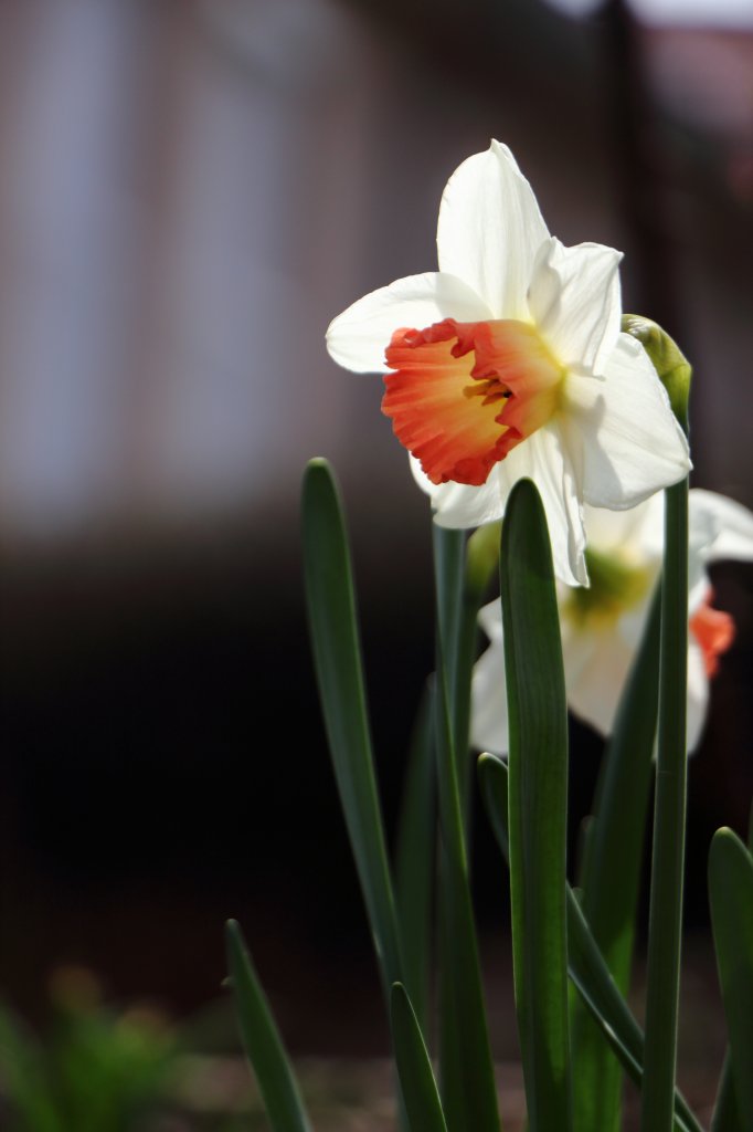 Frhlingserwachen in einem Dresdner Hausgarten am 17.04.2013