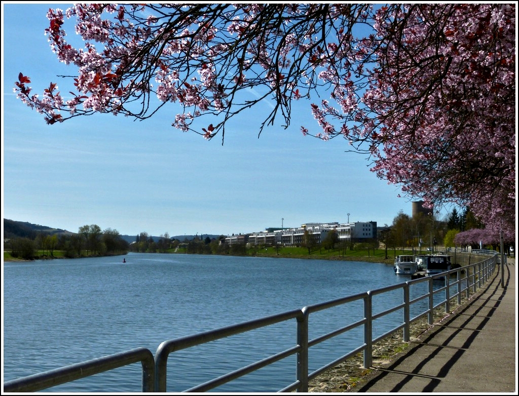 Frhlingshafter Blick ber die Mosel in Richtung Mertert. 01.04.2012 (Jeanny)