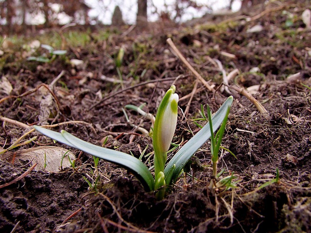 Frhlingsknotenblume bahnt sich seinen Weg an die Erdoberflche;100320