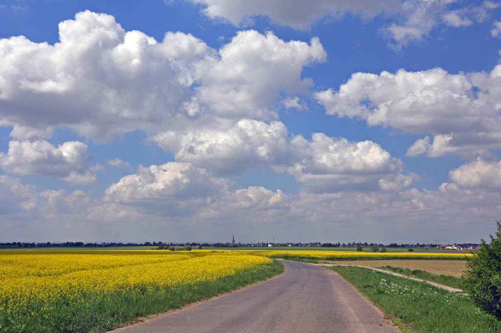 Frhlingsnatur, Schnwetterwolken und Rapsfelder ohne Ende, Eu-Wikirchen 03.05.2011