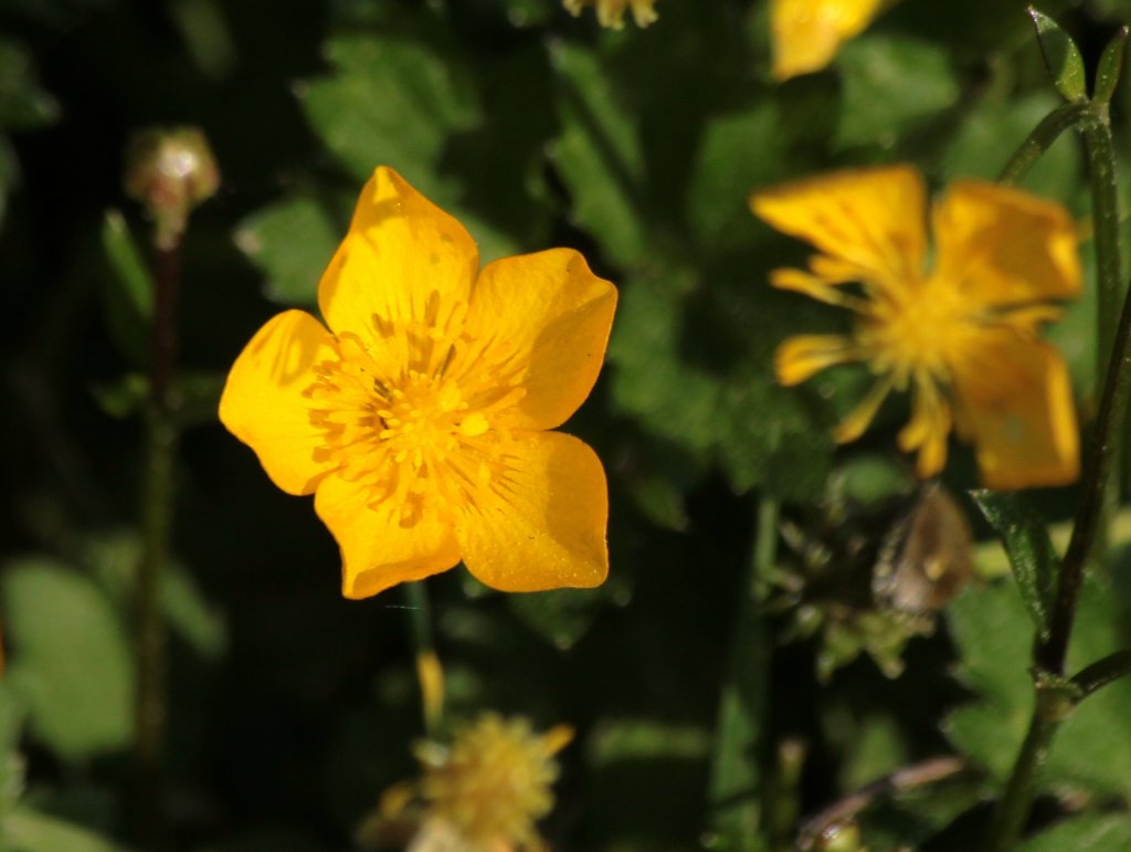 Fr die einen ist es Unkraut, fr andere nur schn, Blte einer Dotterblume am Wegesrand.