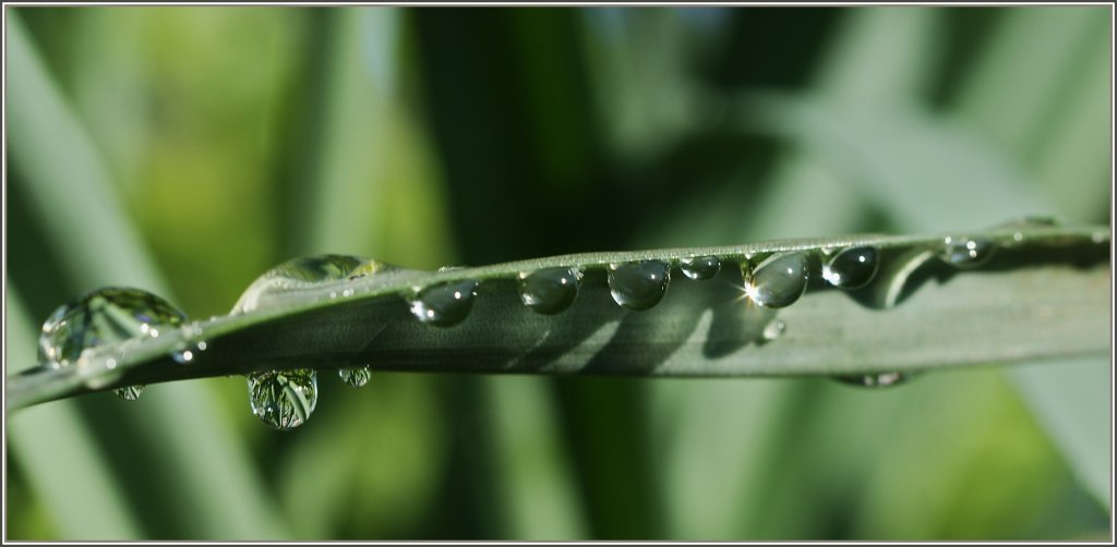 Funkelnde und spiegelnde Tautropfen an einem Grashalm.
(24.03.2011)