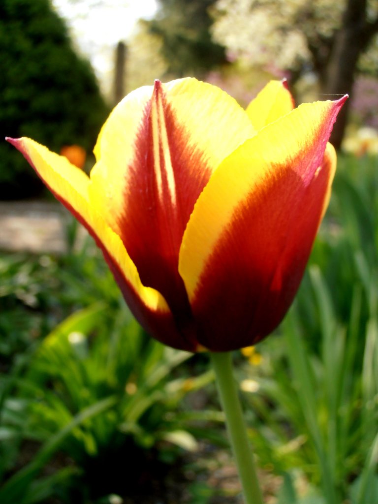 Gelb Rote Tulpe, Foto 1.05.2012