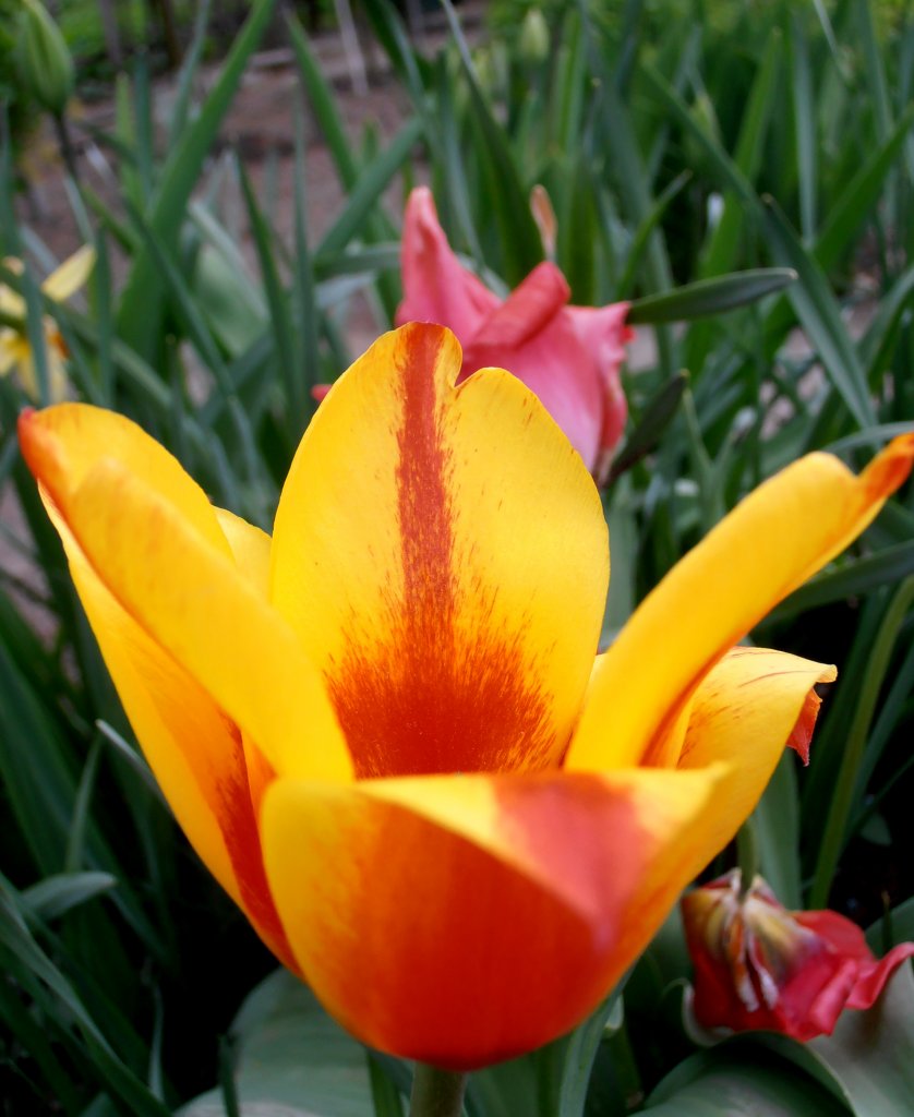 Gelb Rote Tulpe im Garten. Foto am 27.04.2012
