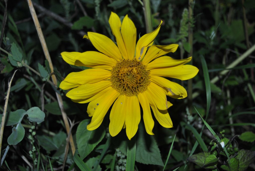 Gelbe Blume auf einen Feld bei Lehrte, am 20.08.10.