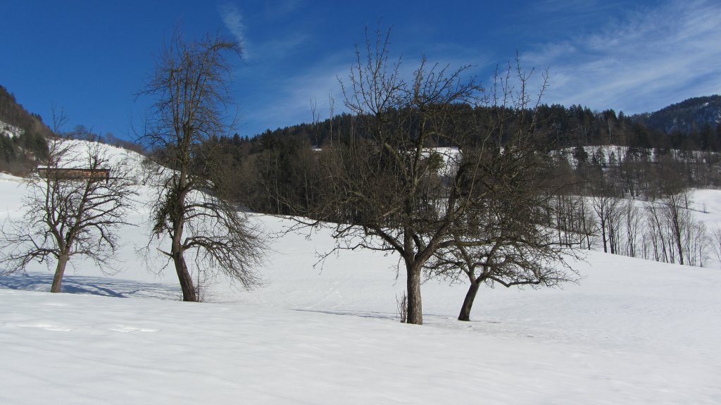 Gemischte Obstbume auf einer Wiese bei Brixlegg am 24.2.2012.