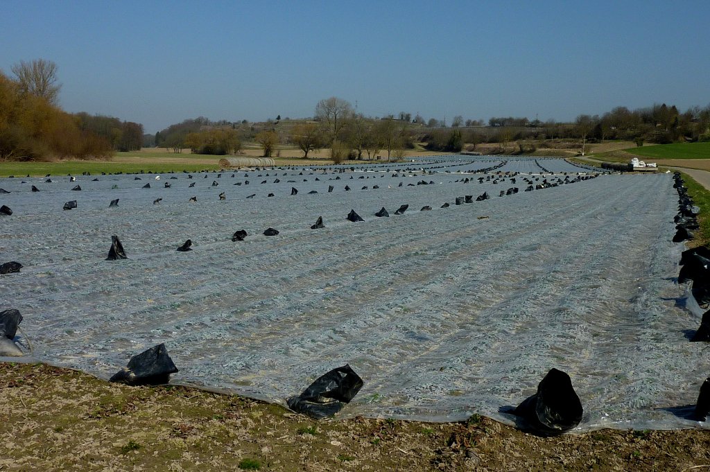 Gemsefelder mit Folie geschtzt in der Rheinebene, Mrz 2012