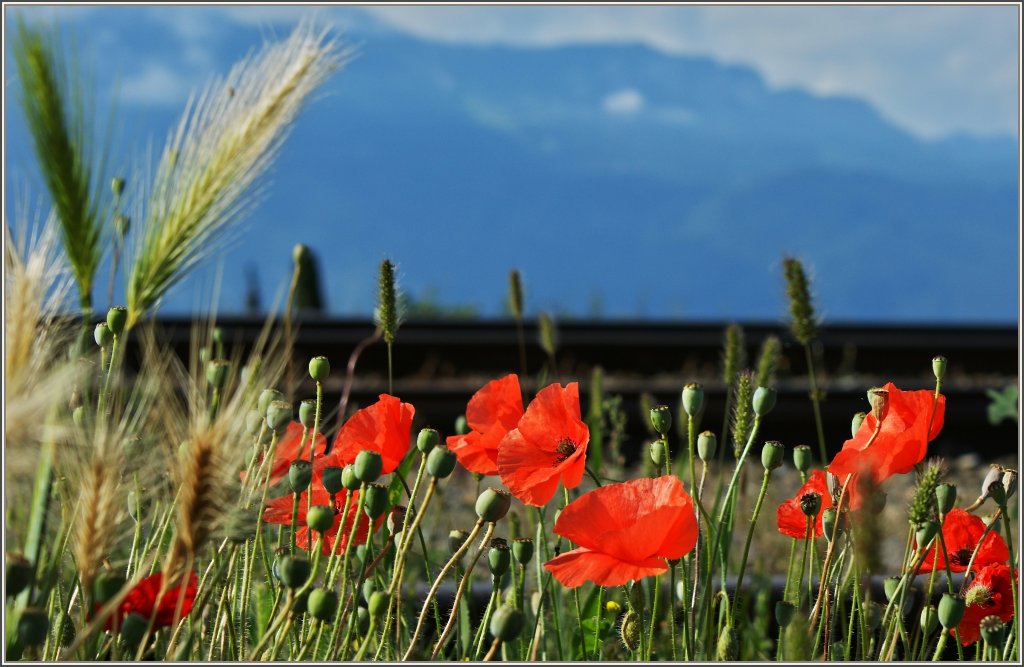 Getreide und Mohnblumen wachsen nicht nur auf den Feldern, sondern finden manchmal auch ihren Platz ein wenig Abseits der Bahngeleise beim Bahnhof Cully.
(15.06.2011)