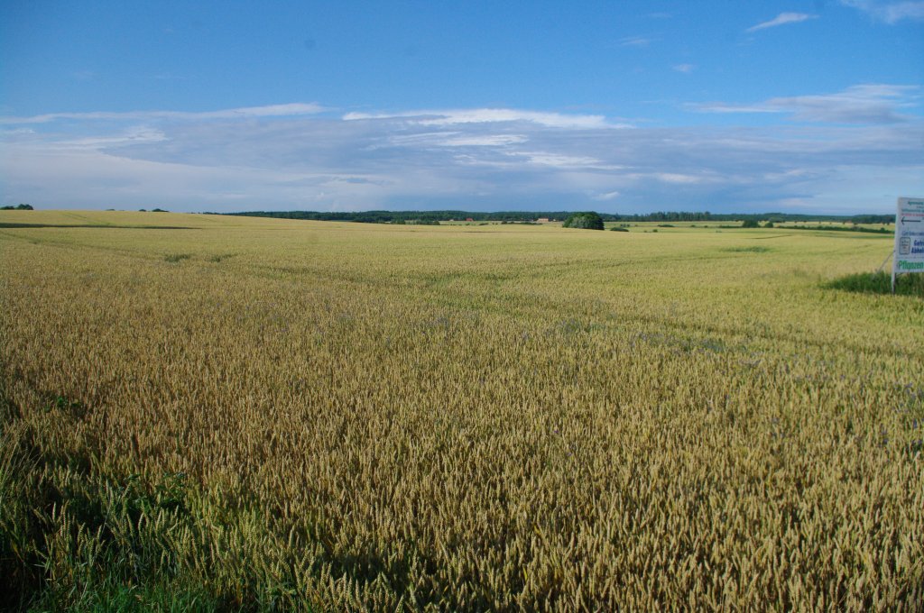 Getreidefeld bei Warin, Mecklenburg (11.07.2012)