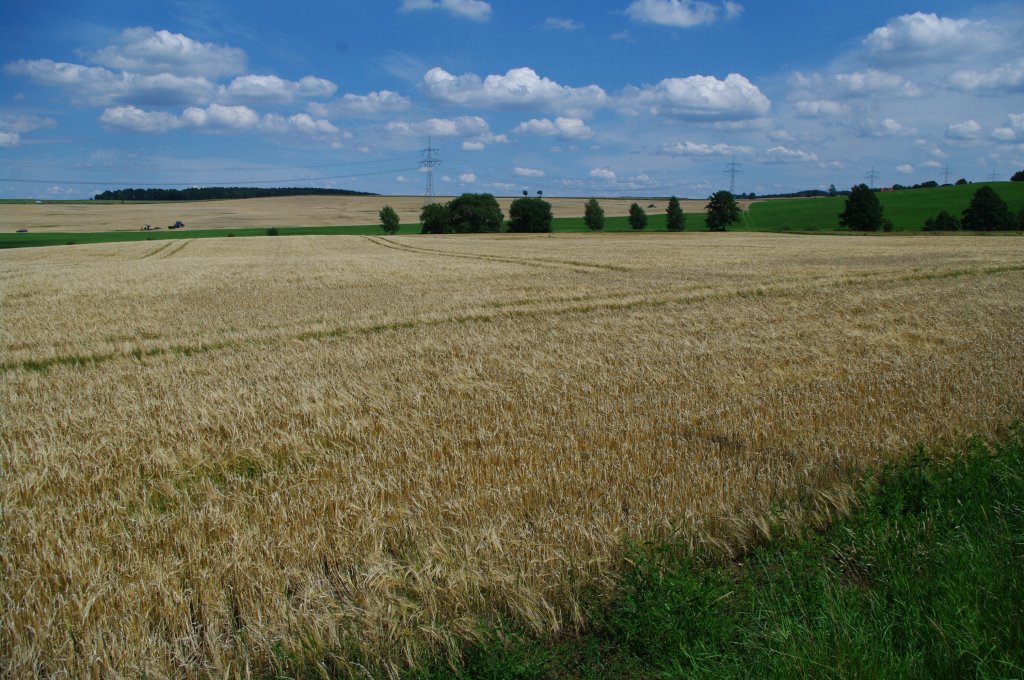 Getreidefelder bei Frankenhausen, Landkreis Zwickau (19.07.2011)
