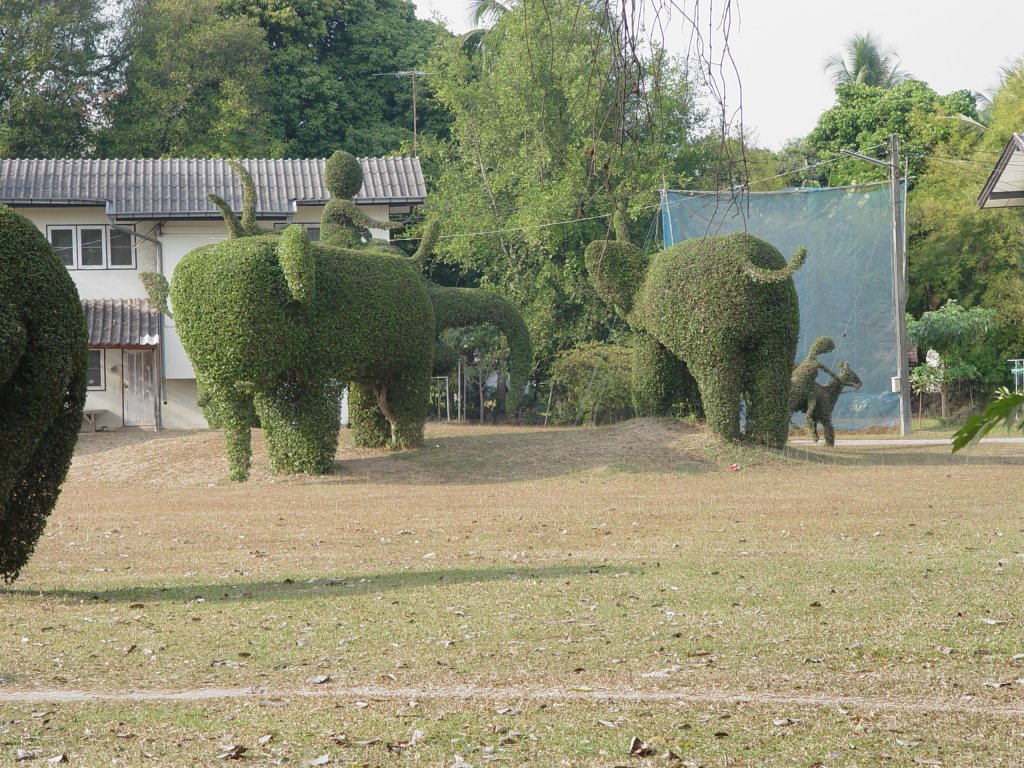 Getrimmte Bume in einem Park bei Nong Khai im Nordosten Thailands am 10.02.2011