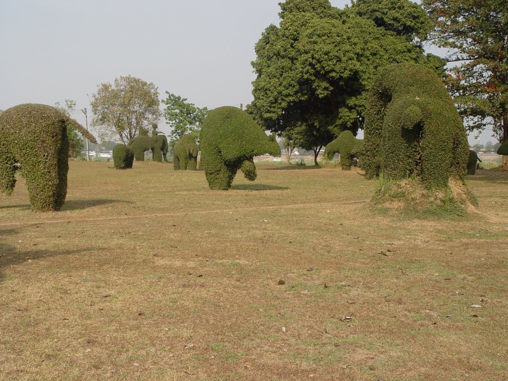 Getrimmte Bume in einem Park bei Nong Khai im Nordosten Thailands am 10.02.2011. Vorne rechts in Form eines Kngeruhs, hinten ein Elefant.