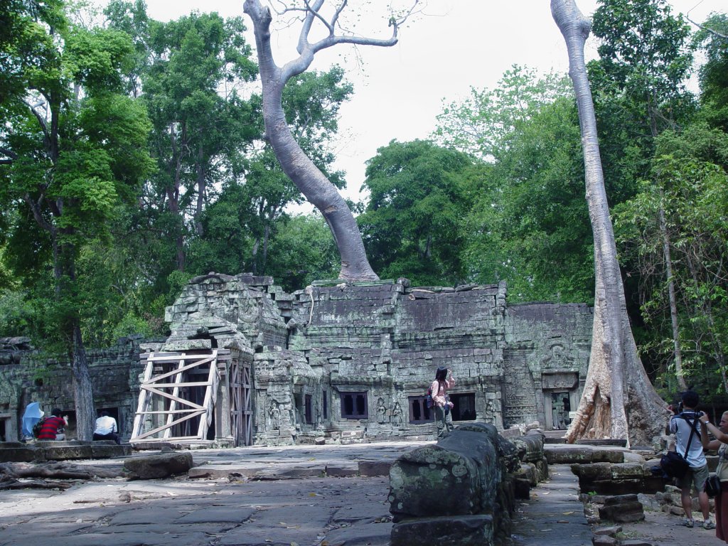 Gewaltige Bume haben sich in einem Tempel des antiken Tempelbezirks von Angkor breit gemacht. (02.05.2006)